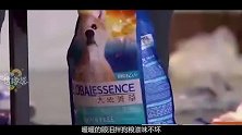 光棍节秀恩爱，这波翻唱《冷冷的狗粮往嘴里胡乱的塞》我服！