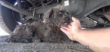 小狗被遭焦油粘住，路人一个电话，改变了它们的命运