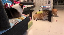 牛蹄壳保卫战，最后的结果是黑维痛失牛蹄壳，让小猪捡了便宜