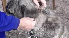 游牧民族发明的防狼项圈，为何让狼群害怕至极堪比开挂的护具