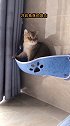 一只长在猫窝里的猫～萌宠好物