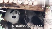 奶妈发现熊猫宝宝不见了，不料躲在这，网友：真能藏！