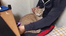给爱撒娇的橘猫梳毛是什么感觉，非得要抱抱才乖乖梳毛