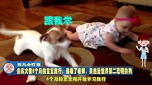 贵宾犬教8个月的宝宝爬行，像极了老师，果然是世界第二聪明的狗