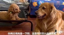 主人自夸，金毛立刻把头转过去，不想听主人说话，这狗成精了