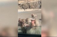 沙特：一名司机被一群狒狒包围，像人一样站在车窗外讨食