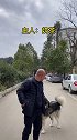 不要问我狗狗送去学习，会不会不认主人了，两个多月不见主人，听到熟悉的声音，奔向主人的一瞬间 ……宠物