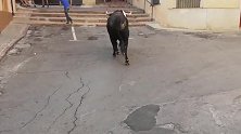 开闸放牛，路人纷纷挑衅公牛，无奈公牛只追着红旗跑！
