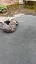 太厉害了：黑猫警长
