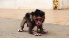 潸然泪下！小猴子起来呼叫妈妈，叫声牵动无数网友的心