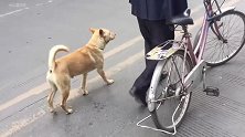 这是是传说中的，抖音网红狗，狗主人叫跳上单车的狗狗吗？