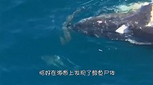 作死男子跳上鲸鱼尸体，拍完照后，发现脚下有一群鲨鱼！