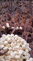 萌翻！贵阳黔灵山公园馒头宴 “齐天大圣”井然有序吃馒头