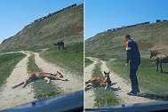 俄罗斯：一小马躺路中间睡觉，过路司机按喇叭也叫不醒