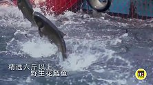 信阳山清水秀，南湾湖的野生花鲢鱼，肉鲜味美，肥美可口