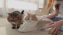 被装进透明袋的猫咪，这可爱的样子，好想捏！
