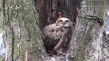 树洞里的猫头鹰长大了，独苗就是吃得好，长得这么肥