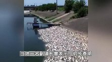 合肥一鱼塘7万斤鱼突然死亡，初判为工业废弃物污染水体，多部门已介入