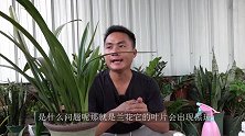 夏季兰花黑斑最常见，你真的会处理吗？