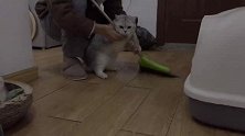 无聊到无所事事的猫咪，把家里扫地的活儿承包了，这姿势帅不帅