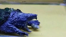 第一次见蓝色的鳄龟，这咬合力太惊人了，超硬的田螺都能咬碎！