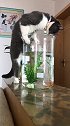 猫主人我不吃鱼肉，我就陪它玩会儿！
