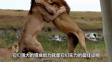 阔别7年，狮子再次见到饲养员立马扑了过来，镜头记录全过程