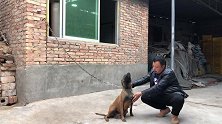 哥哥家的马犬生小狗崽了，品相，兴奋度都不错，大家来欣赏下