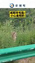 咸阳 市 旬邑 小心金钱豹 动物野生动物