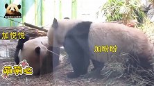 熊猫加盼盼三番五次从妹妹手中抢竹子，太淘气了