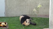 熊猫宝宝屁颠儿屁颠儿地跟在奶妈身后：别藏了，快把好吃的给我