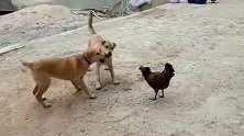 两狗战雄鸡，公鸡：二对一，不公平！