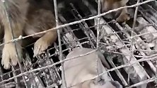 中华田园犬在狗肉场生了小宝宝，命运已经得到结果了