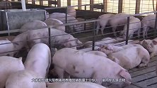 养猪场病死的猪，到底都去了哪里？看完真相大白！