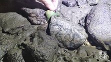 小利今晚赶海大丰收！青蟹海螺生蚝辣螺蛤蜊螃蟹都有，各种吃真香