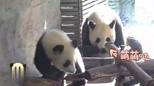 熊孩子走进喝水盆里，气走熊猫妈妈：谁让你有窝头却不分给我吃？
