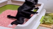 小奶猫第一次用猫砂盆，蹲出了人类如厕的姿势，太形象！