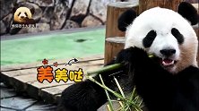 熊猫结浜在镜头前自信啃竹子，肚皮当成小饭桌，留下不少“杰作”