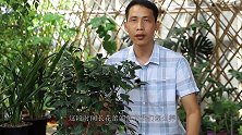 秋季养长花蕾的茶花，牢记5个养护方法，花期开成大花球