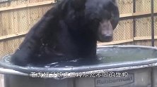 这只水獭有两个铁哥们，一只狮子一只鬣狗，网友震雷削组合！