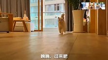 猫咪醒来后晚晚,陪我一起做早饭真幸福,真让人羡慕