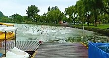 “鱼跃龙门”！南京玄武湖公园现奇观：公园淡定回应：每年都有