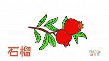 水果简笔画大全，画树上的两颗石榴简笔画