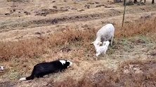 牧羊犬将落队的羊母子驱赶回家，两狗子动作神同步