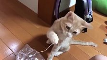啥都可以玩的起劲，都能成猫咪的玩具