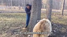 棕熊非要主人背背，主人你那么大块头，确定不会把我压趴下