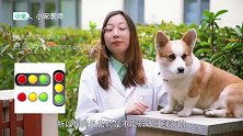 小宠医师：你觉得猫狗是色盲很奇葩吗？其实猫狗不止色盲还近视！