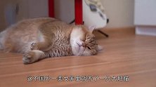 大肥猫第一次玩雪，没走两步就要撒娇，猫咪：脚丫子太冷！