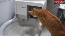 自动猫砂盆在清理猫厕所的时候，猫咪好奇地在旁边看：我的粑粑呢