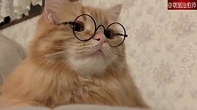 主人给猫咪p上了一副眼镜，文质彬彬的样子，看起来毫无违和感！